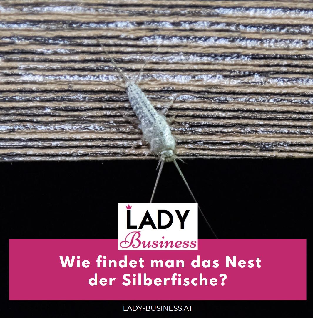 Silberfische Nest finden Wie findet man das Nest der Silberfische Silberfische Nest finden Wie findet man das Nest der Silberfische