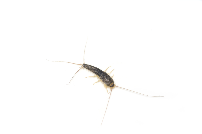 Silberfische Nest finden