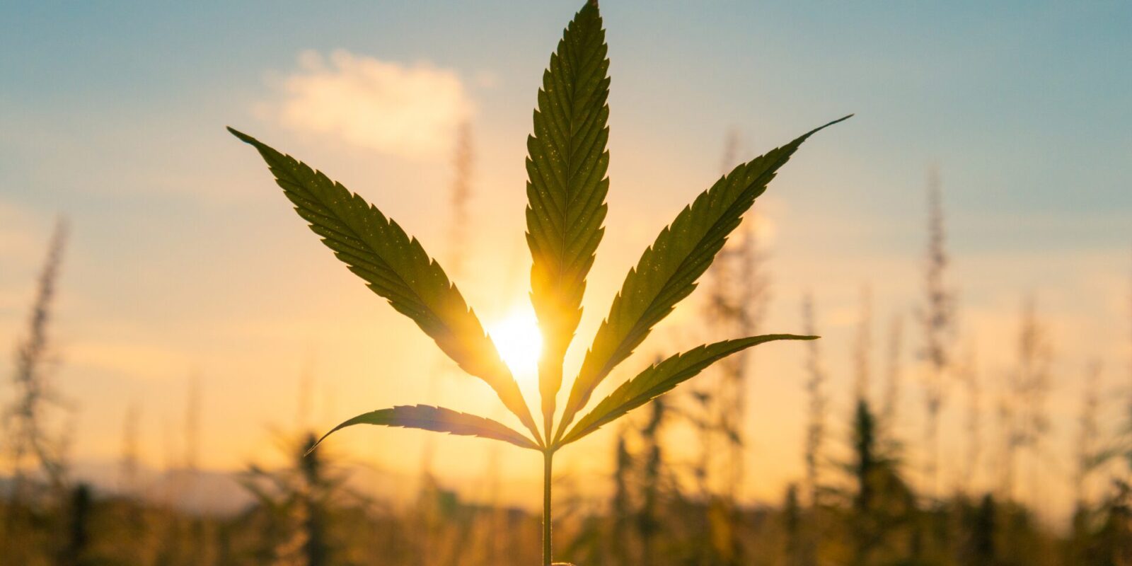 Cannabis und Flugreisen: Kann man medizinisches Cannabis mit auf den Flug nehmen?