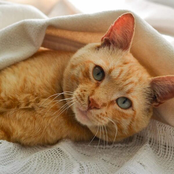 Warum liegen Katzen am Fußende Schlafpositionen von Katzen verstehen