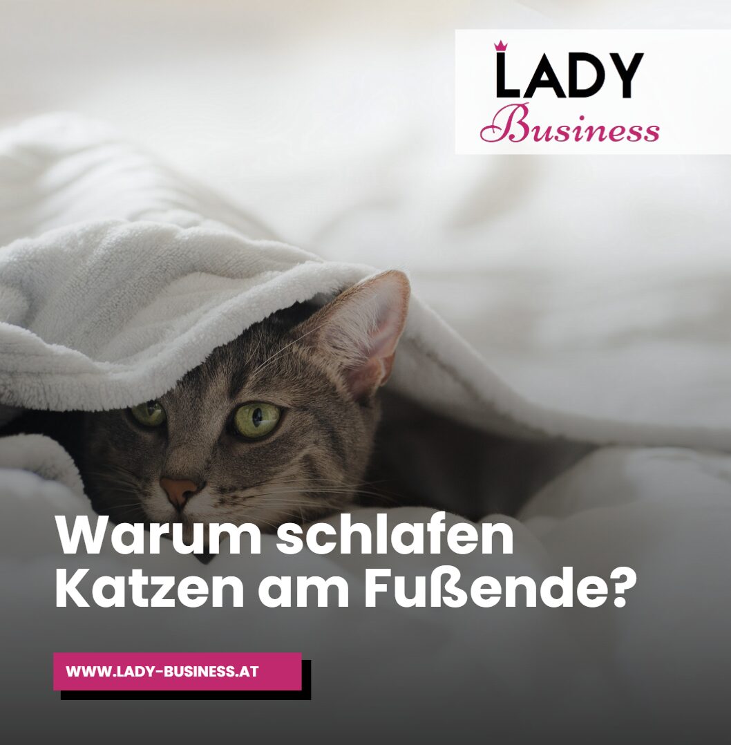 Warum schlafen Katzen am Fußende Warum schlafen Katzen am Fußende
