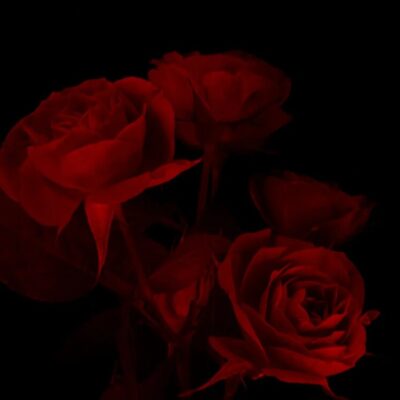 Dark Romance was ist das