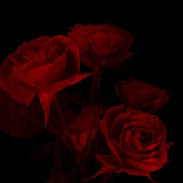 Dark Romance was ist das