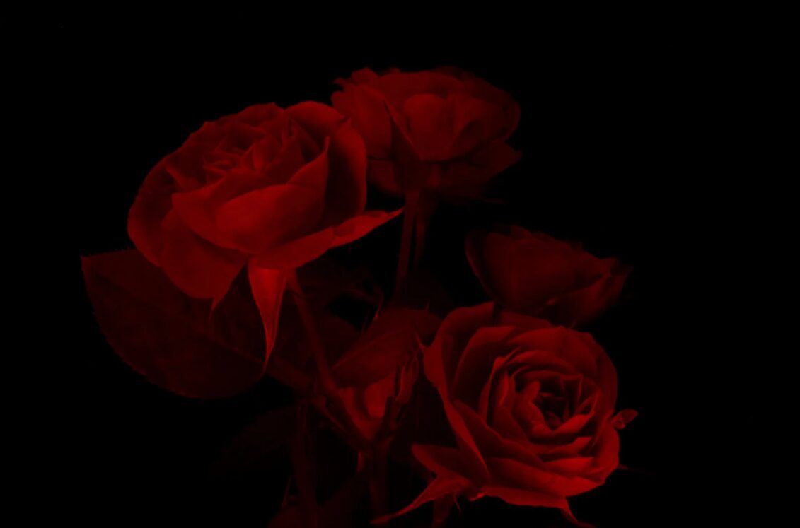 Dark Romance was ist das