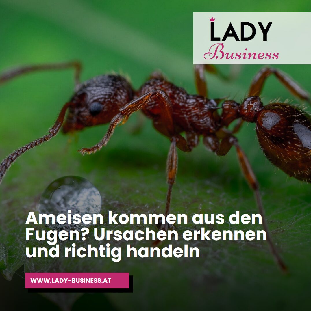 Ameisen kommen aus den Fugen – was steckt dahinter? Ameisen kommen aus den Fugen – was steckt dahinter?