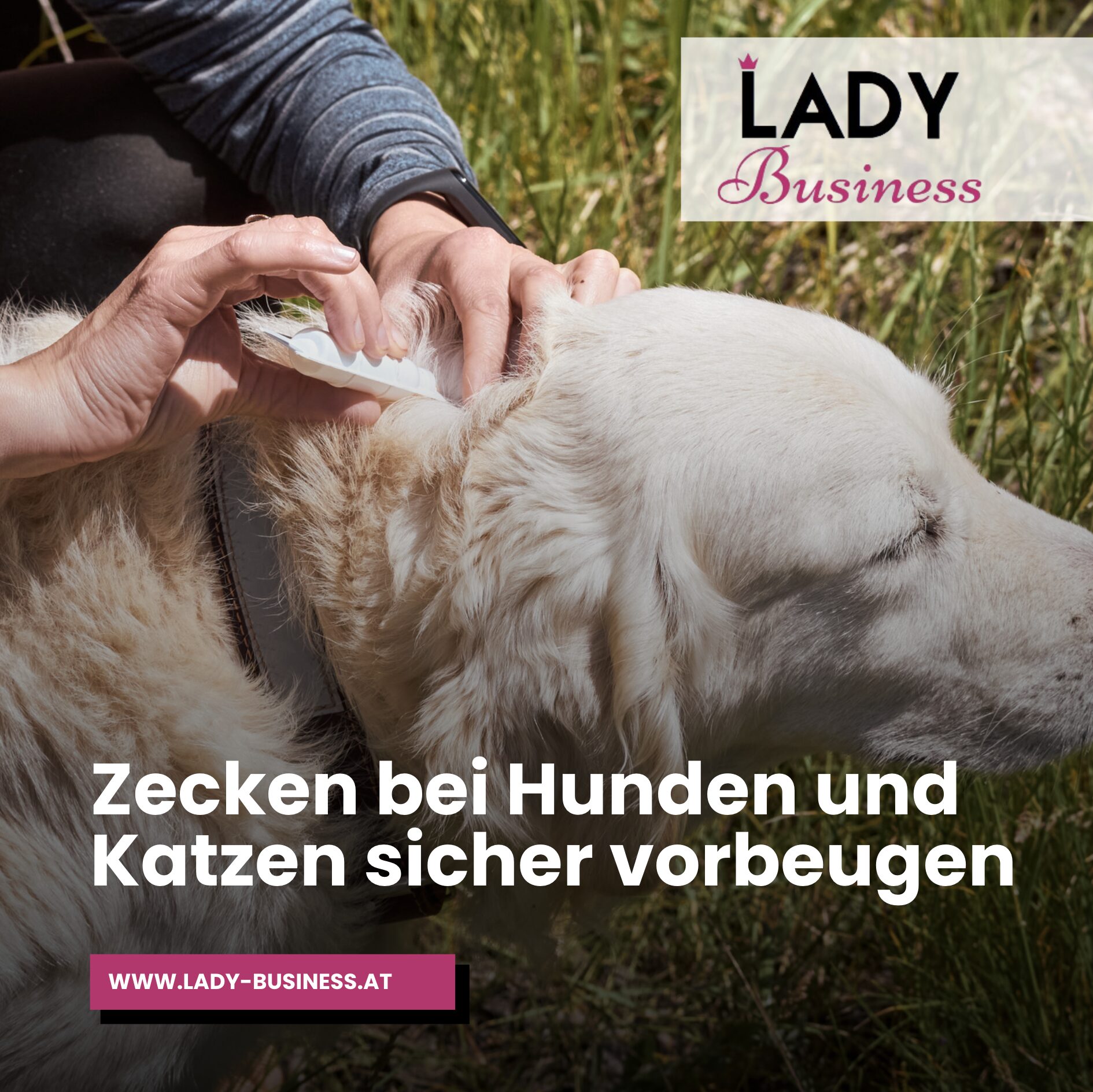 Zecken bei Hunden und Katzen sicher vorbeugen Zecken bei Hunden und Katzen sicher vorbeugen