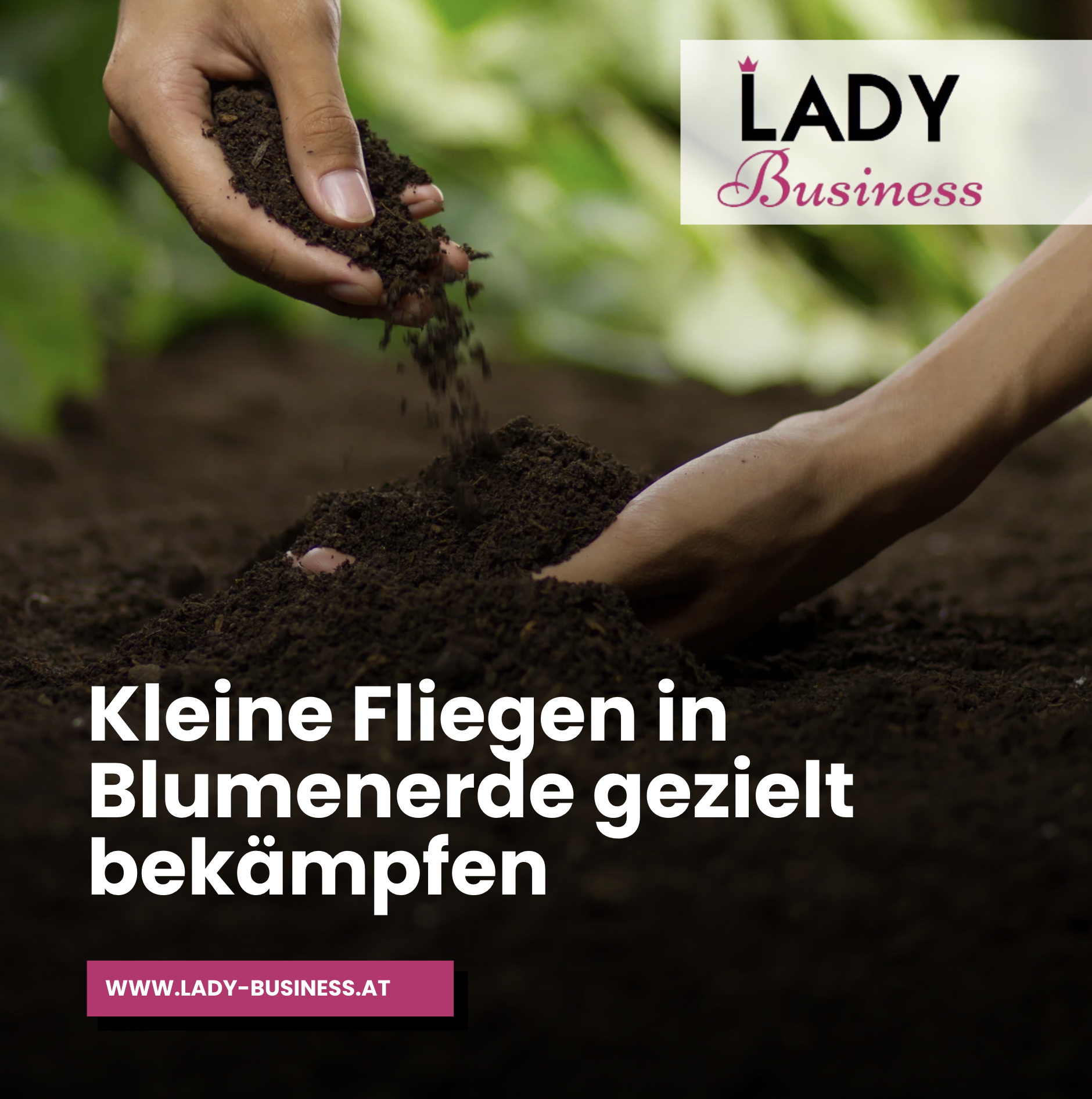 Kleine Fliegen in Blumenerde gezielt bekämpfen Kleine Fliegen in Blumenerde gezielt bekämpfen