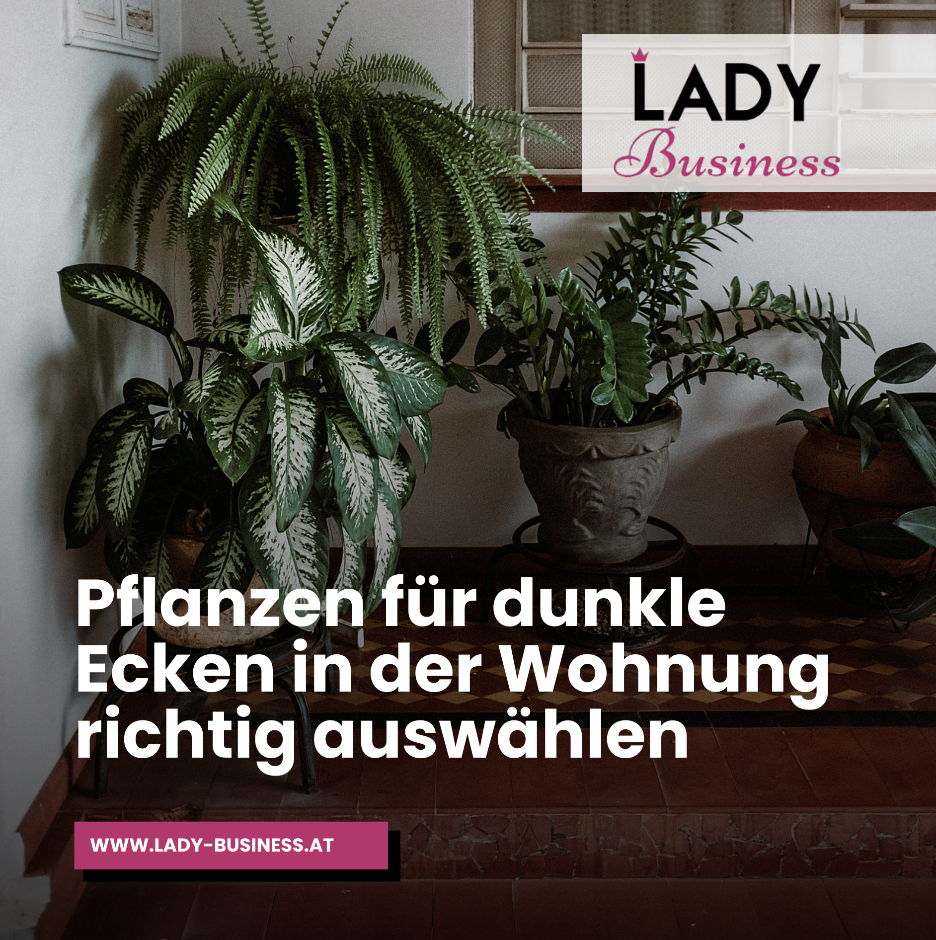 Pflanzen für dunkle Ecken in der Wohnung richtig auswählen Pflanzen für dunkle Ecken in der Wohnung richtig auswählen