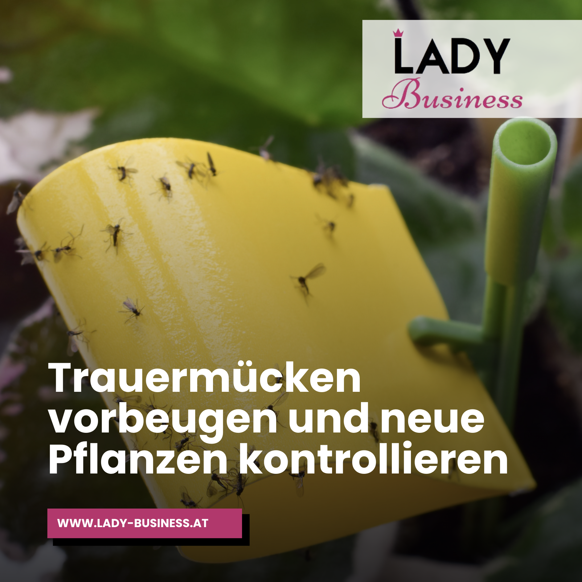 Trauermücken vorbeugen und neue Pflanzen kontrollieren Trauermücken vorbeugen und neue Pflanzen kontrollieren