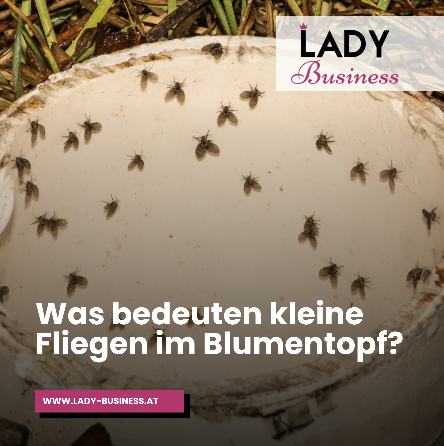 Was bedeuten kleine Fliegen im Blumentopf?