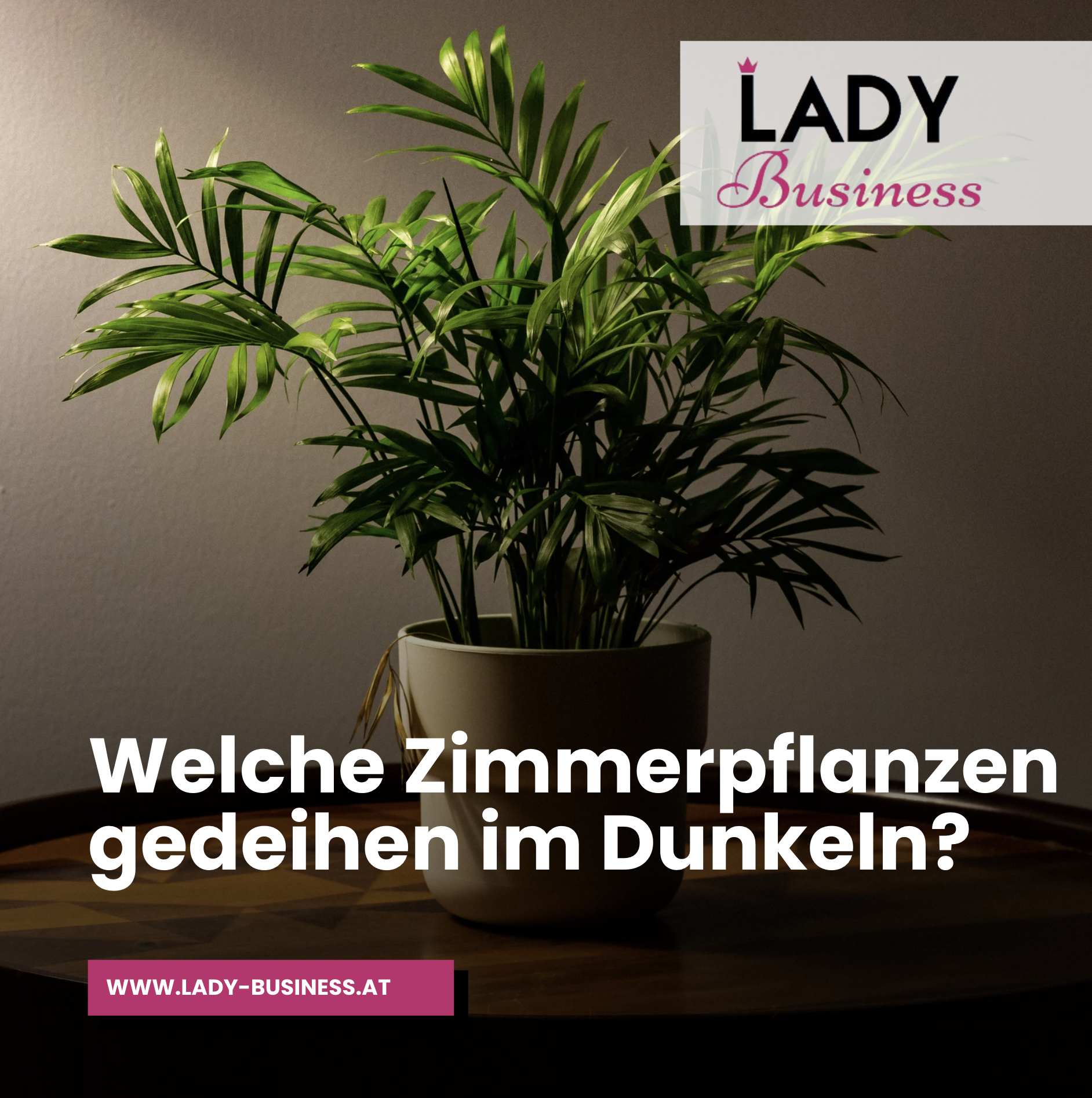 Welche Zimmerpflanzen gedeihen im Dunkeln? Welche Zimmerpflanzen gedeihen im Dunkeln?