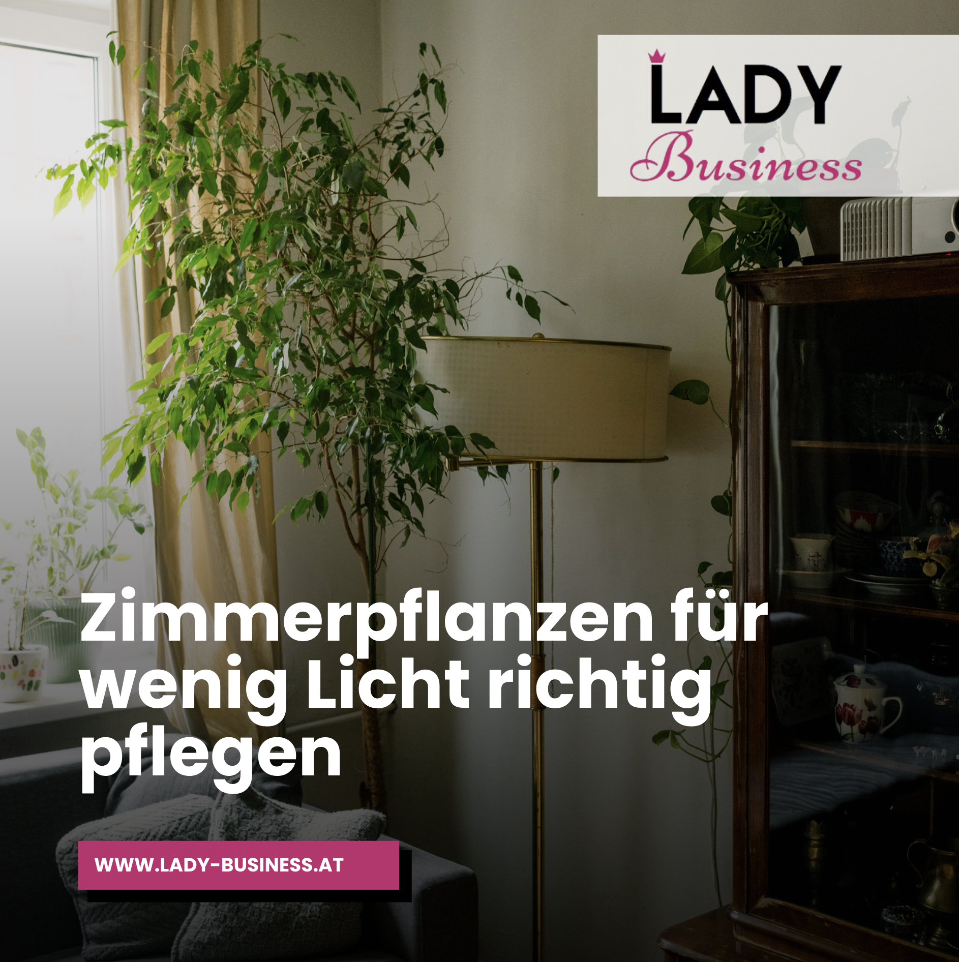 Zimmerpflanzen für wenig Licht richtig pflegen Zimmerpflanzen für wenig Licht richtig pflegen